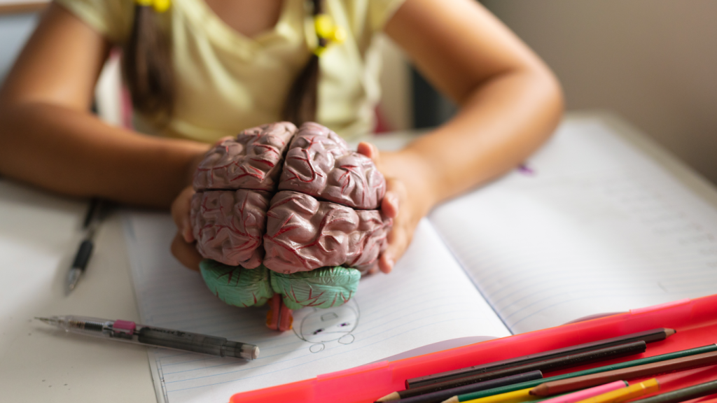 Menina segurando modelo de cérebro, para falar sobre a estimulação cerebral sob demanda